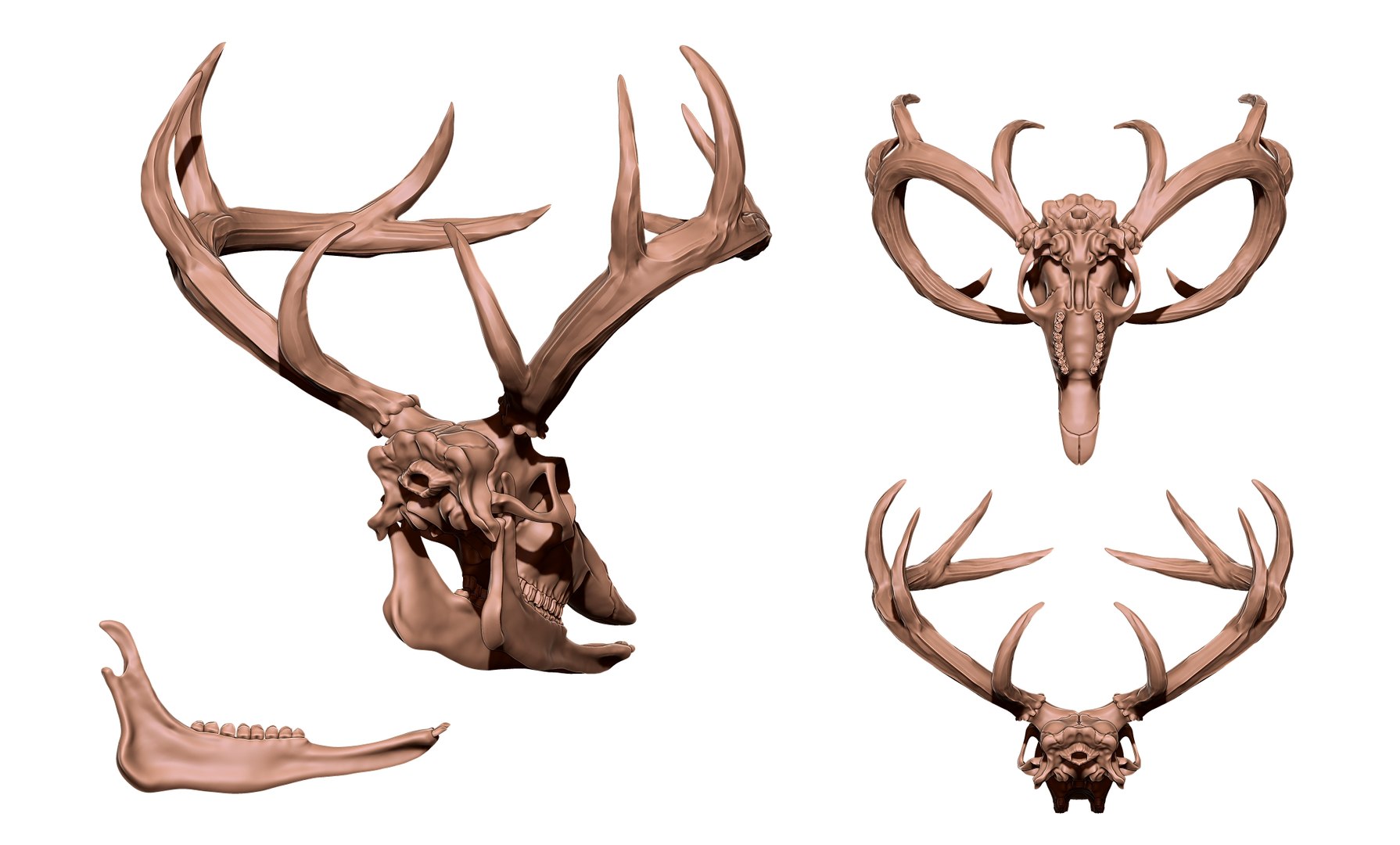 Deer Skull Model Turbosquid