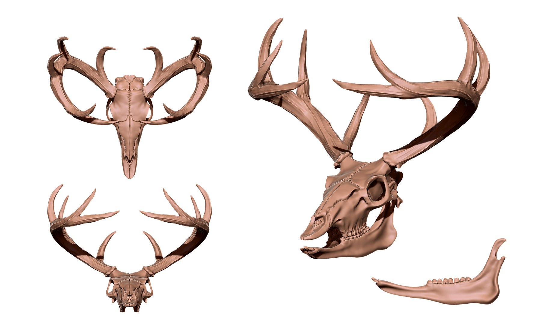 Deer Skull Model TurboSquid 2027479