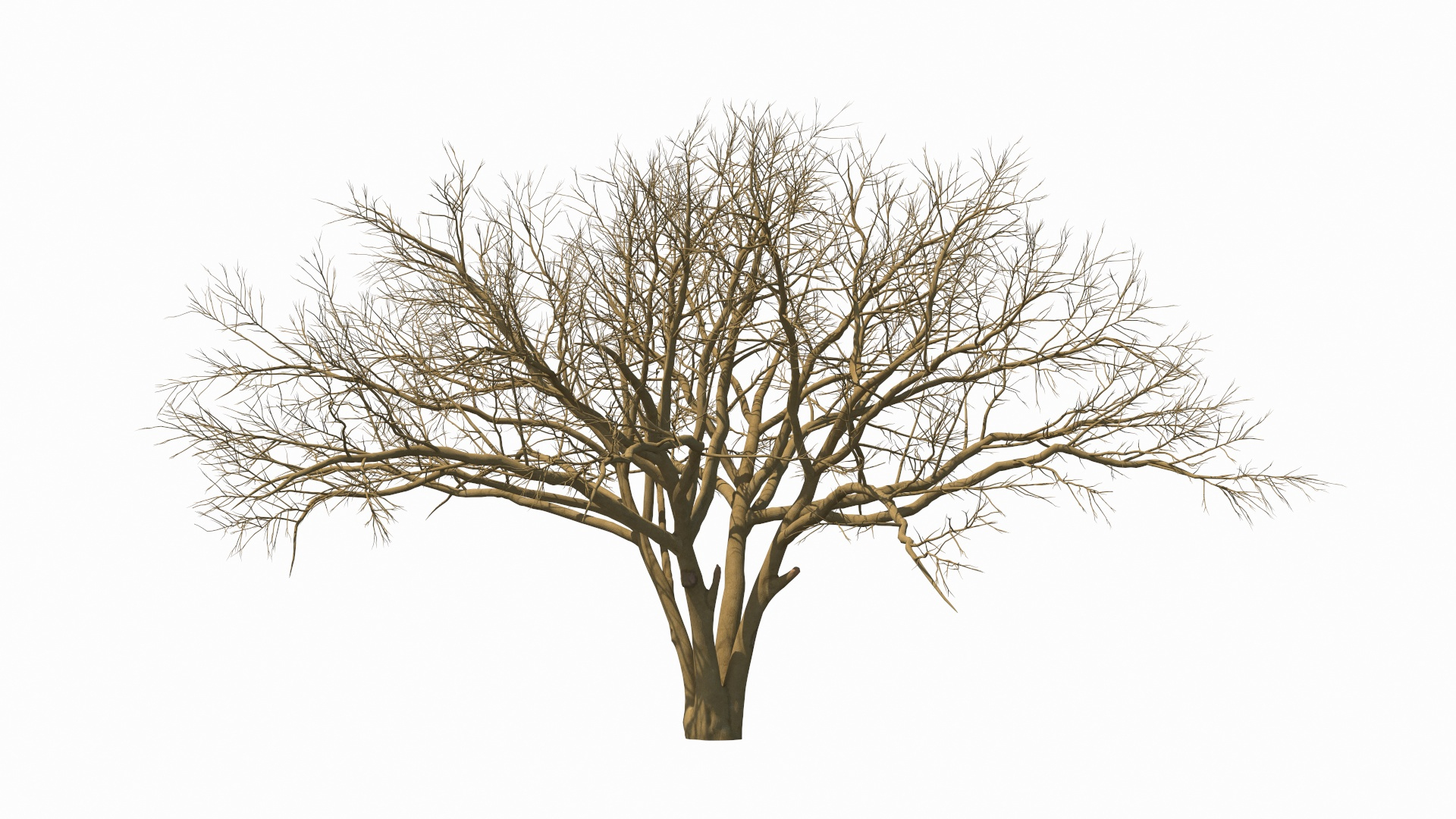 Naked Tree Winter D Model Turbosquid