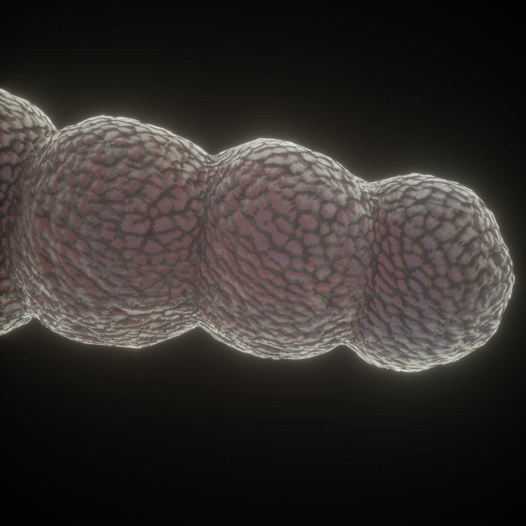 Streptococcus Bacteria Model Turbosquid