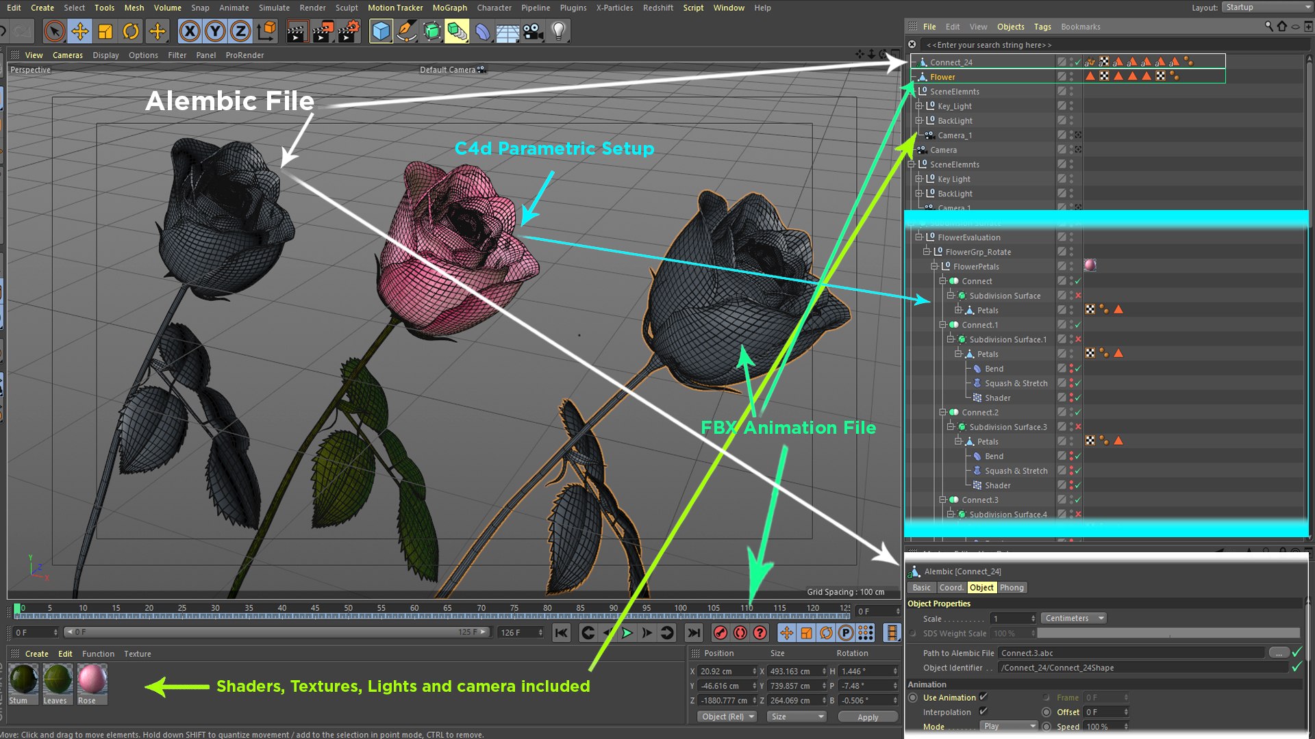 Rose Blooming Animation 3D TurboSquid 1643622