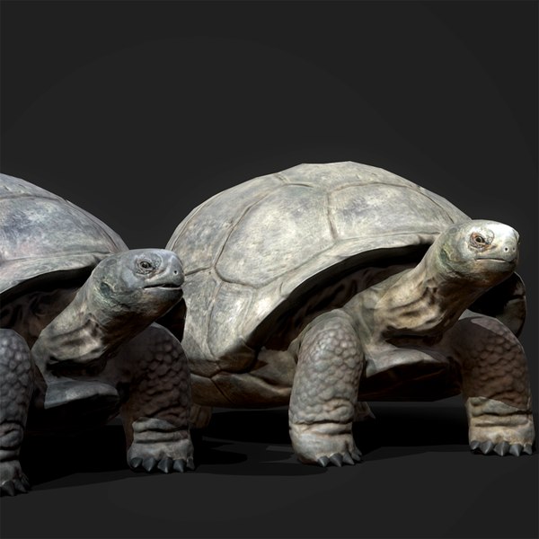 galapagos tortoise - game ready 3d model