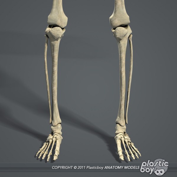 Human Male Skeletal Body Fbx