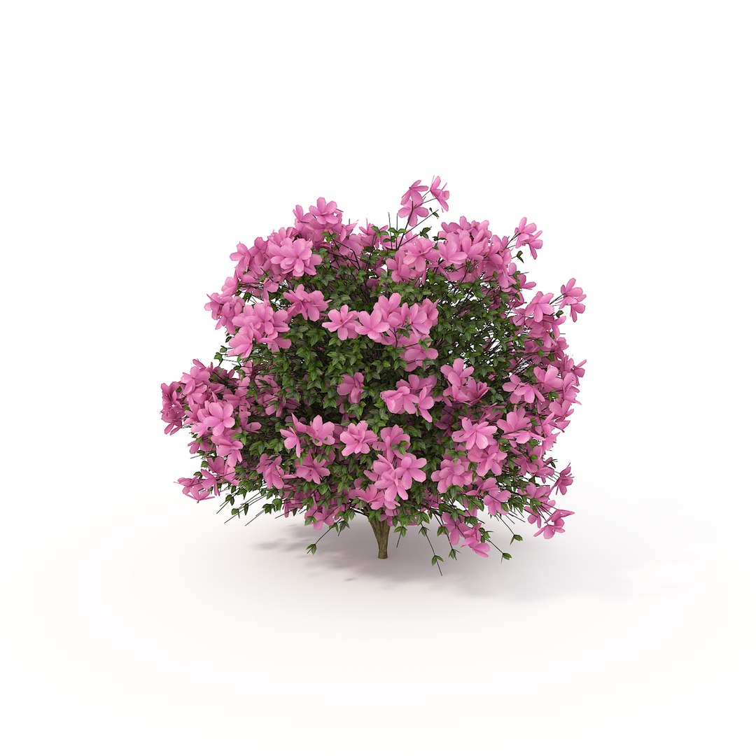 Realistic Shrub Bush Flower Set D Model Turbosquid