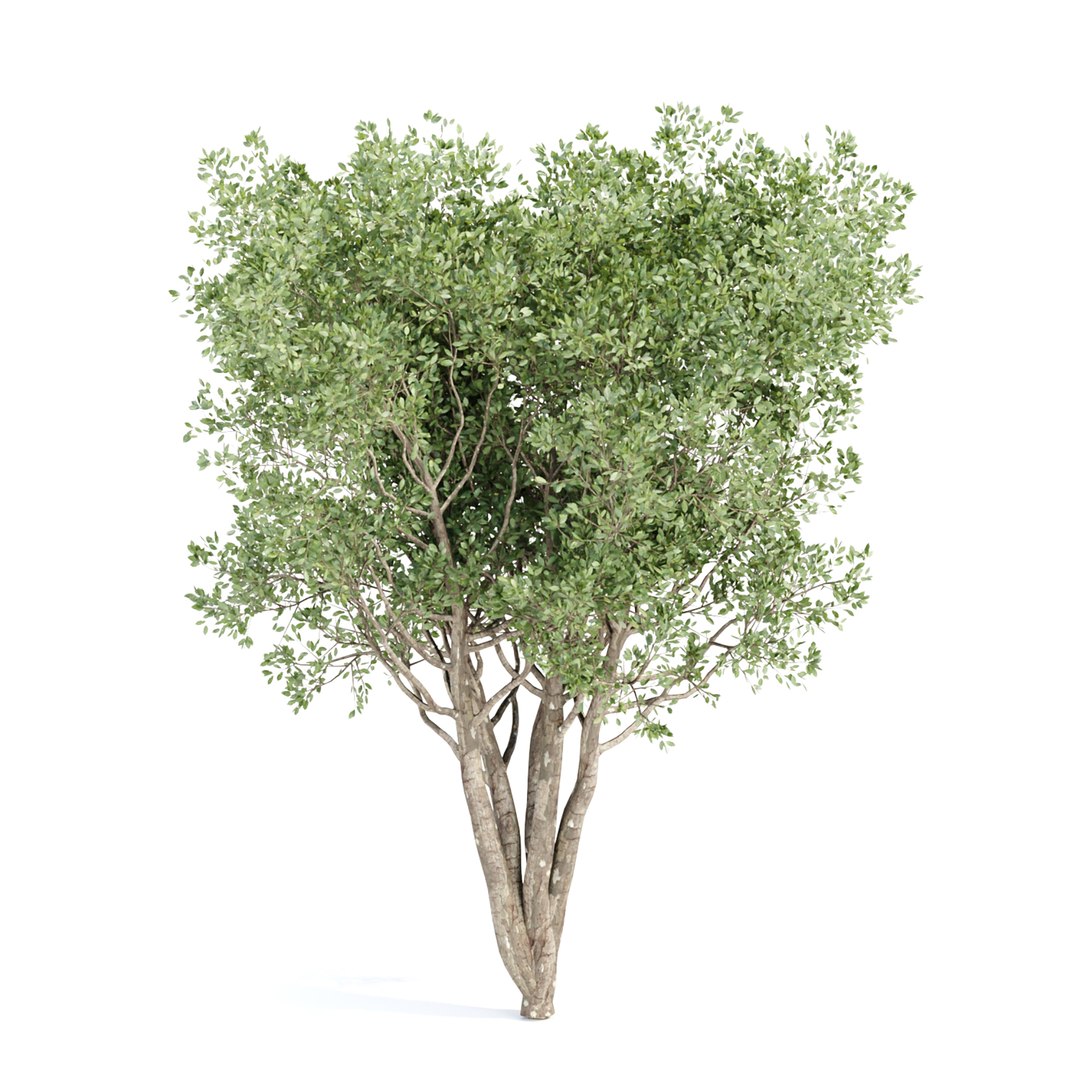 3D Shrubs Collection Vol 241 TurboSquid 2156295