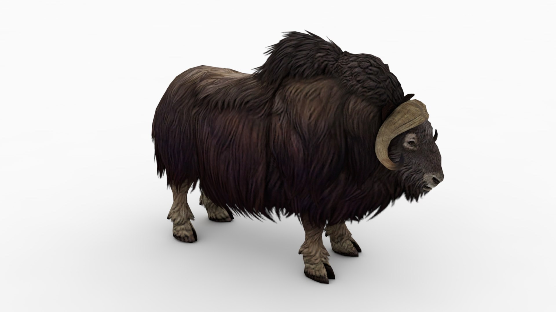 3d model muskox hd https://p.turbosquid.