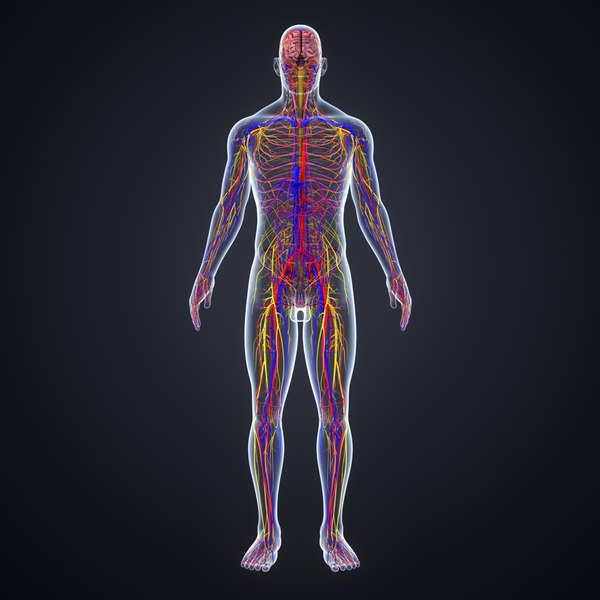 Gehirn Mit Arterien Venen Und Nerven 3D Modell TurboSquid 1221097