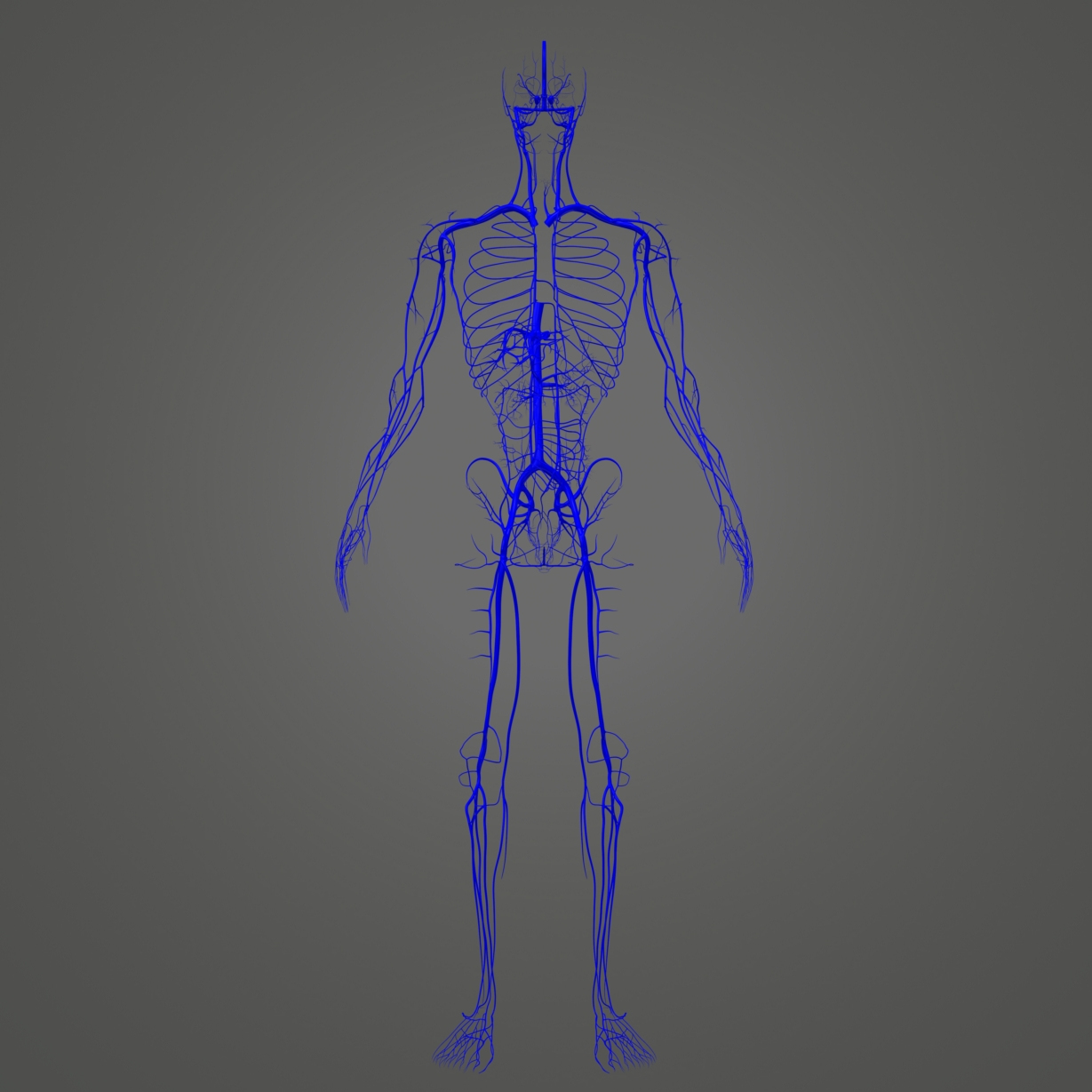 Gehirn Mit Arterien Venen Und Nerven D Modell Turbosquid