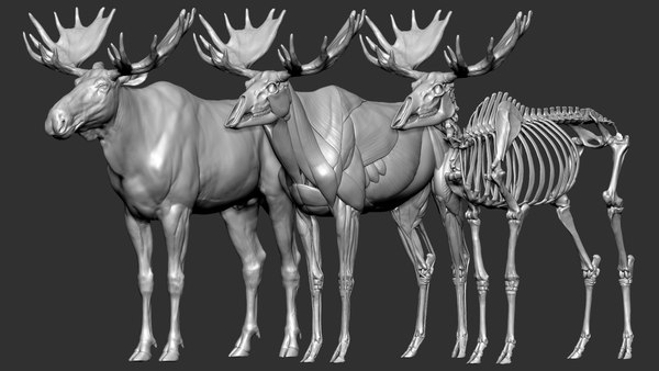 modelo 3d SIMULACIÓN MUSCULAR VFX texturizada de alce TurboSquid 1886752