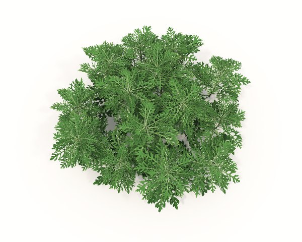 Realistic Shrub Bush Set Model TurboSquid 1938697