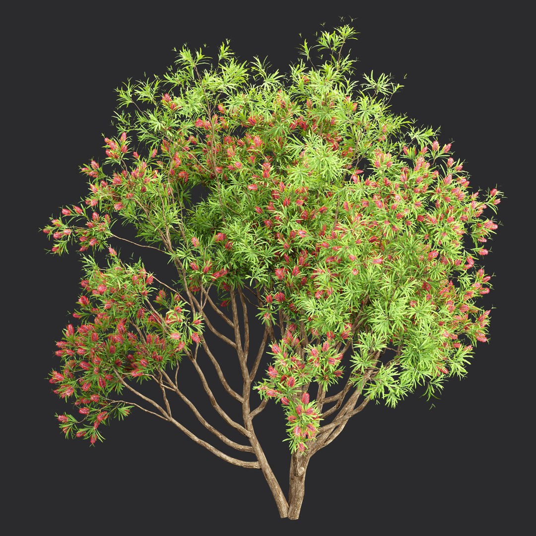 3D Bottlebrush Bush Collection Vol 48 Blender 3dmodel Model