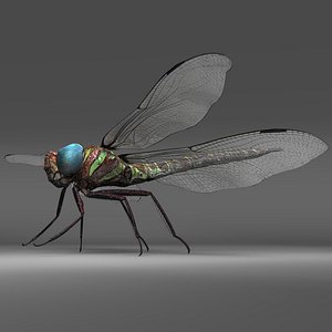 Dragon Fly