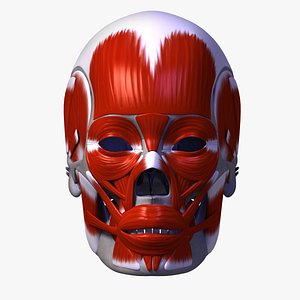Human Skull and Facial Muscles