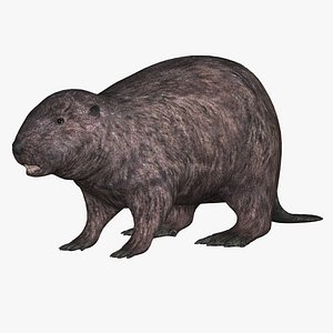 Beaver American