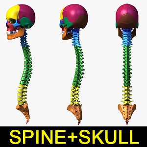 Human vertebra+skull with separated bones