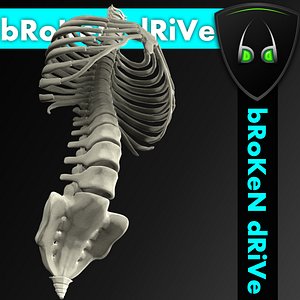 spine with ribs