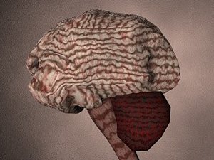 Brain