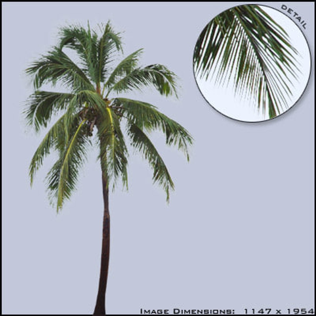 14 Palm Trees HiRes TurboSquid 225570
