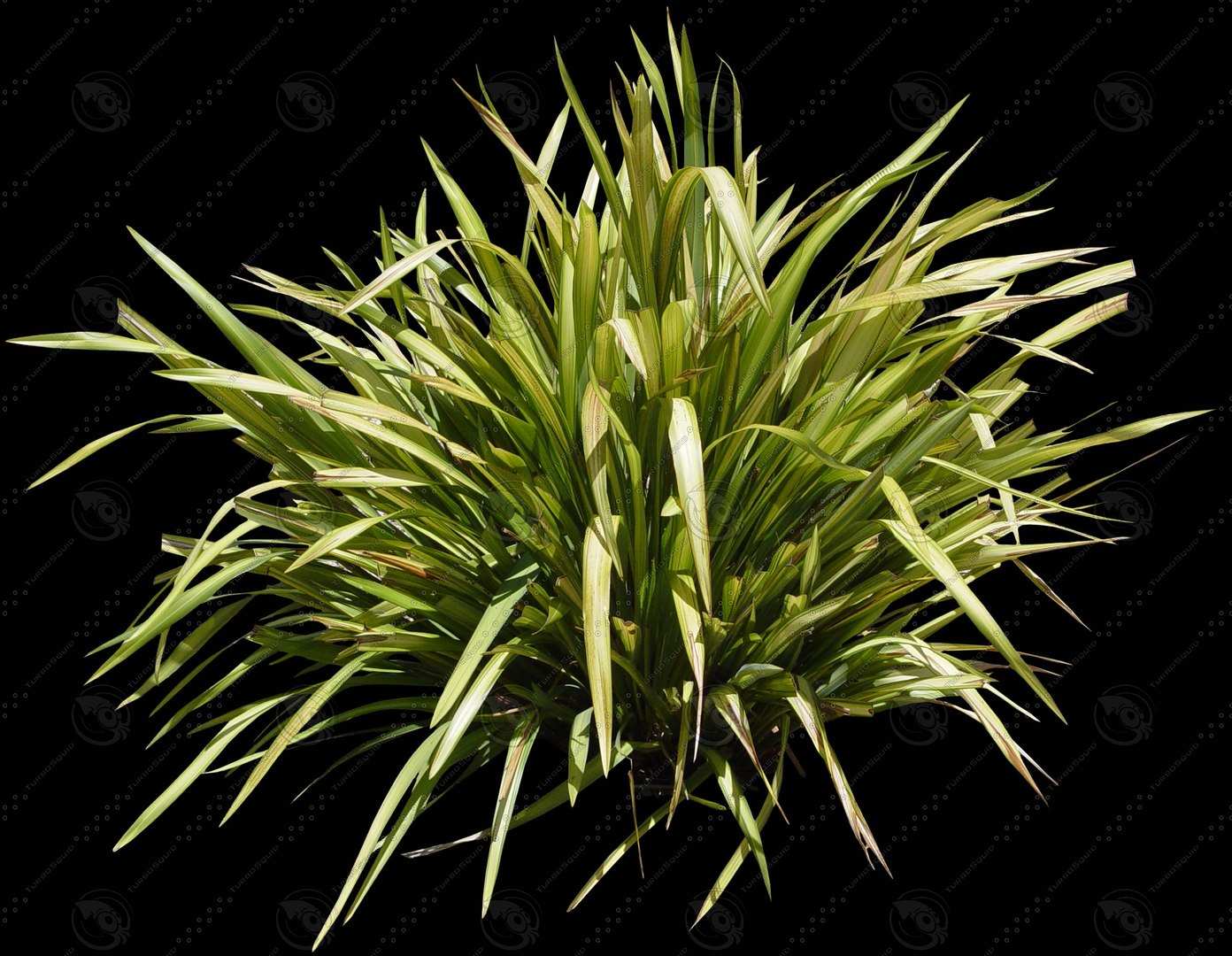 Tugi Root PLNT004.JPG - TurboSquid 289296