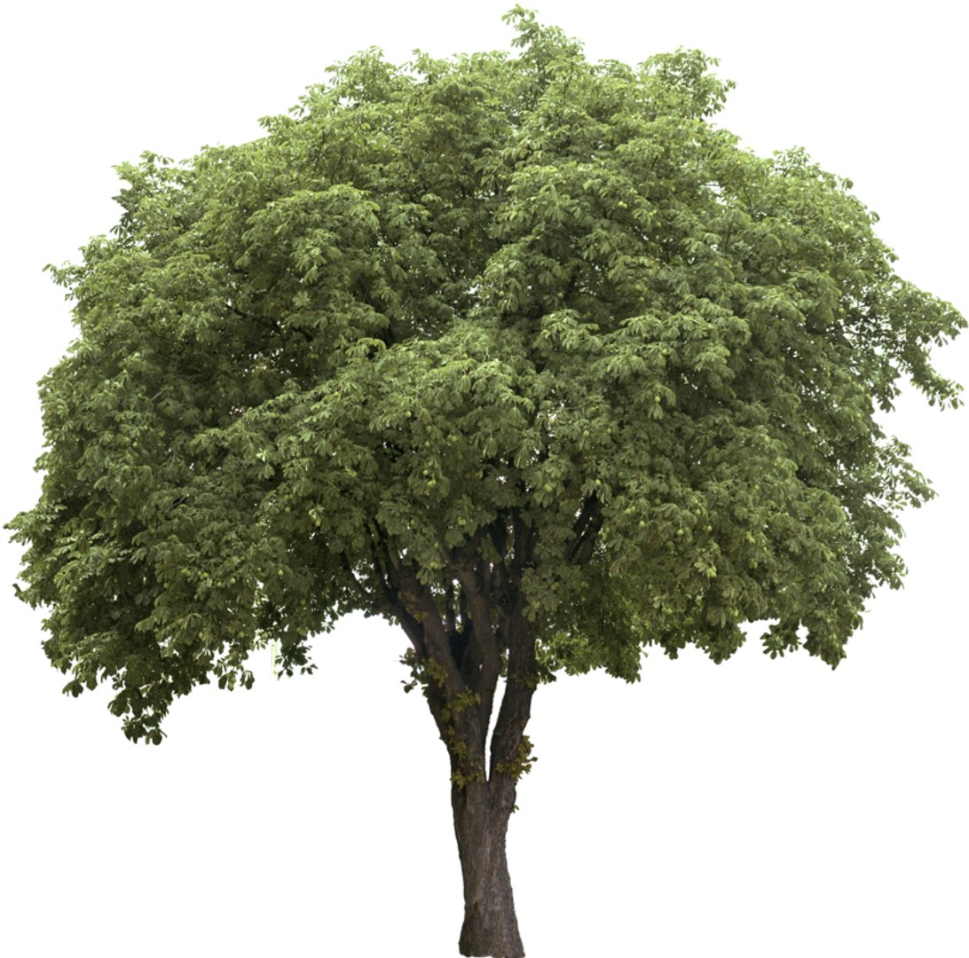Horse Chestnut 16m - High Resolution - TurboSquid 288530