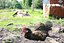 The hen bathes in the ground.