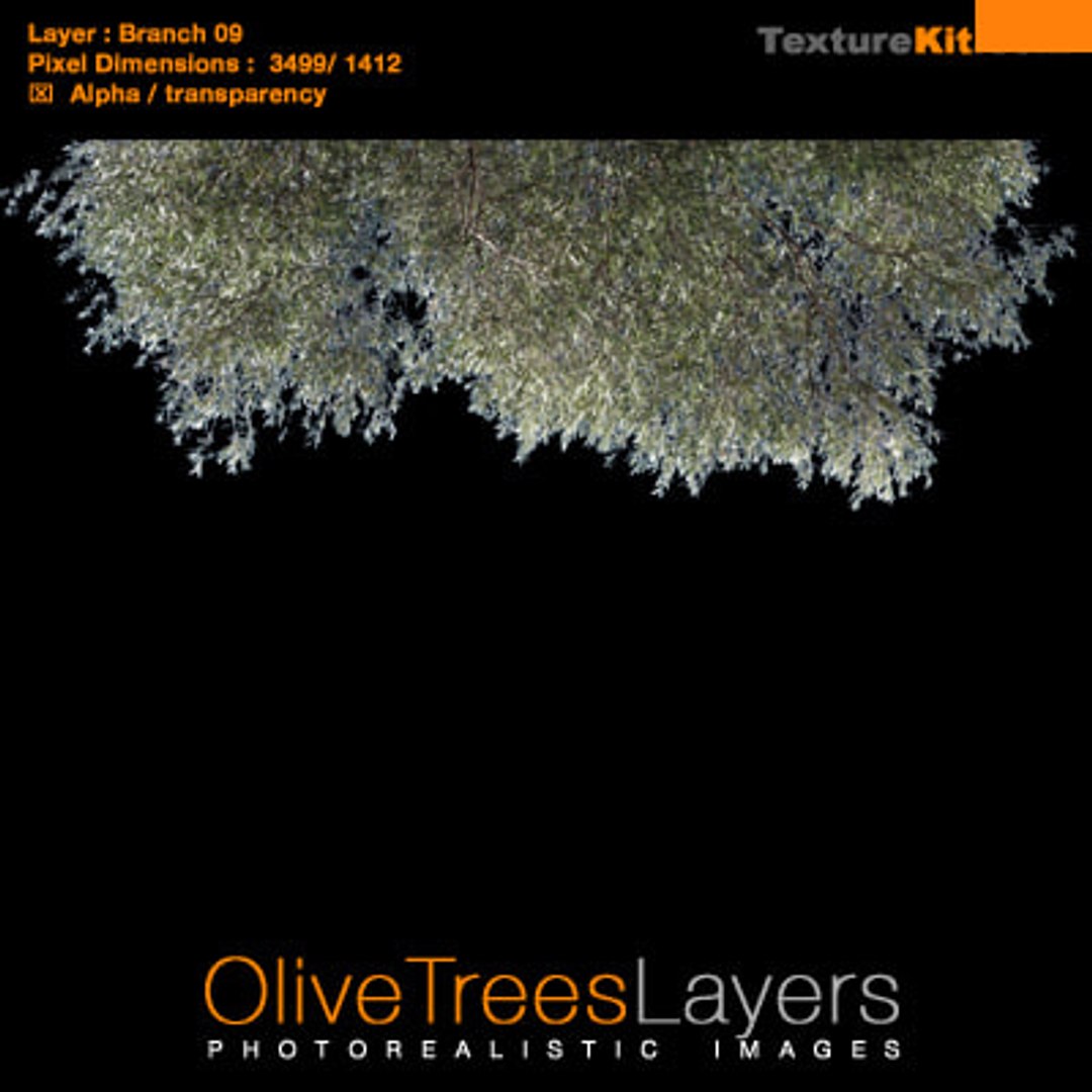 Olive Trees Branches Layers - TurboSquid 337436