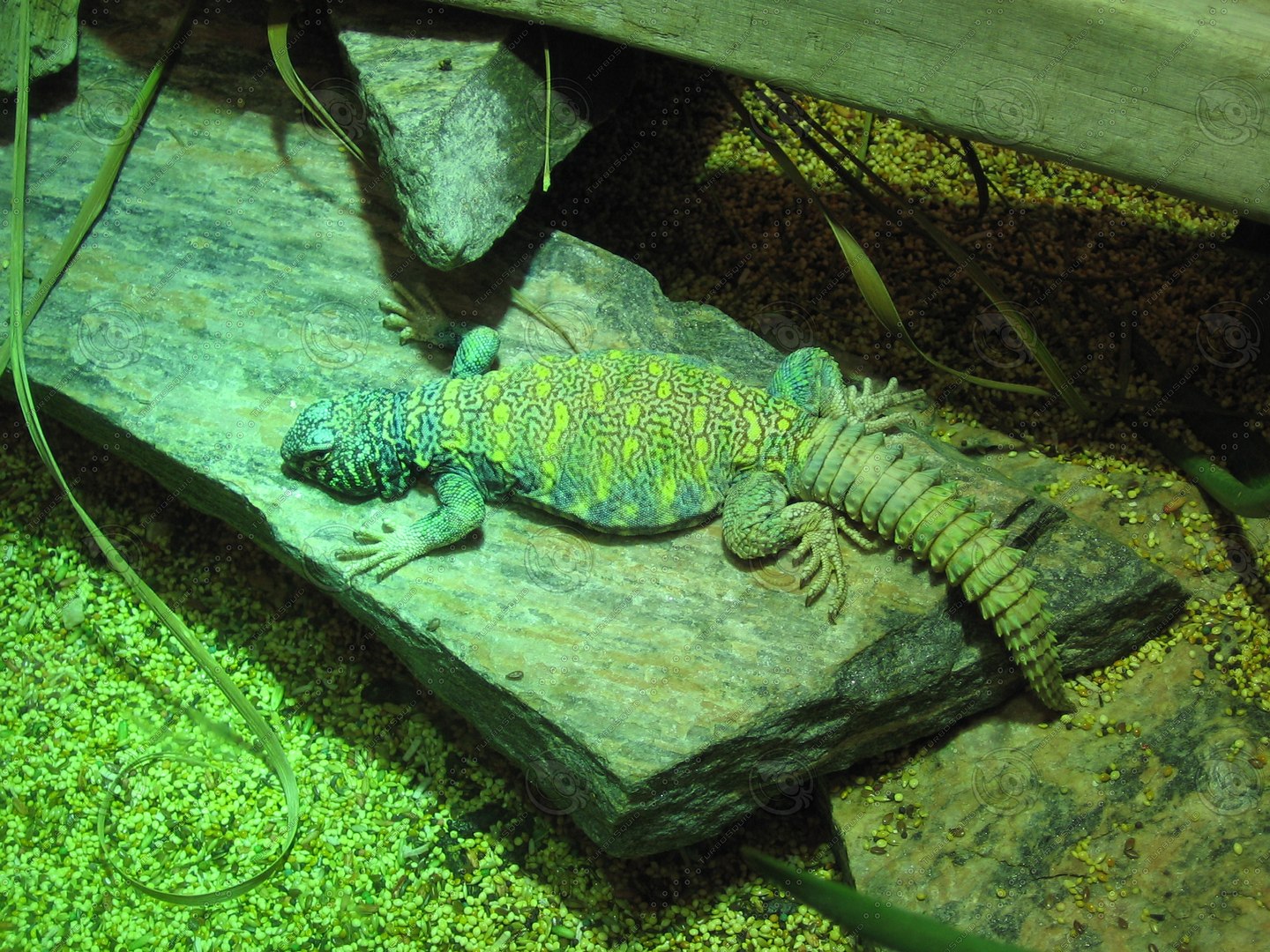 Small Rgv Lizard GrnLzrd_1.jpg - TurboSquid 348371