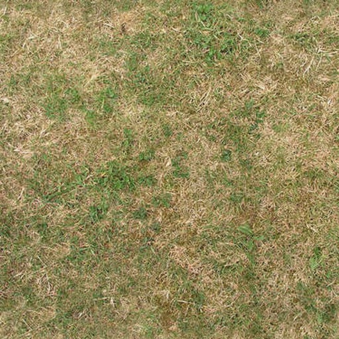 Grass Bitmap shrtgrass.bmp - TurboSquid 366638