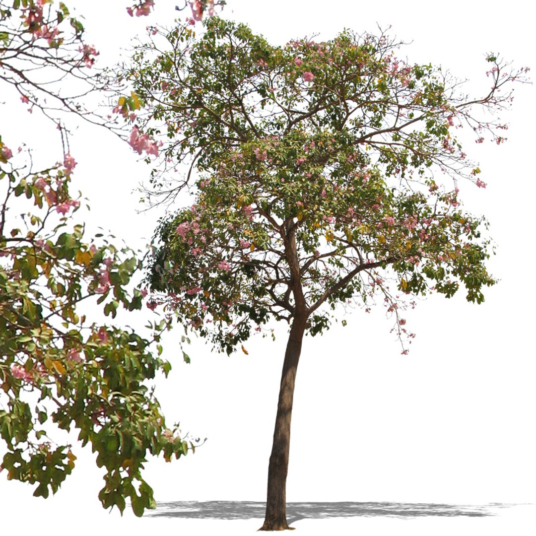  https://p.turbosquid.com/preview.turbosquid.com/Preview/2014/08/01__16_02_20/tree47p.jpg7d78bb8f-a847-43f5-9f77-35450fa29144DefaultHQ/jpg/1321912567/1920x1080/fit_q87/c3c924493497f112622bd935886e69b200ef4a25/tree47p.jpg7d78bb8f-a847-43f5-9f77-35450fa29144DefaultHQ.jpg