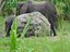 Elephant.JPG