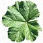Leaf.png
