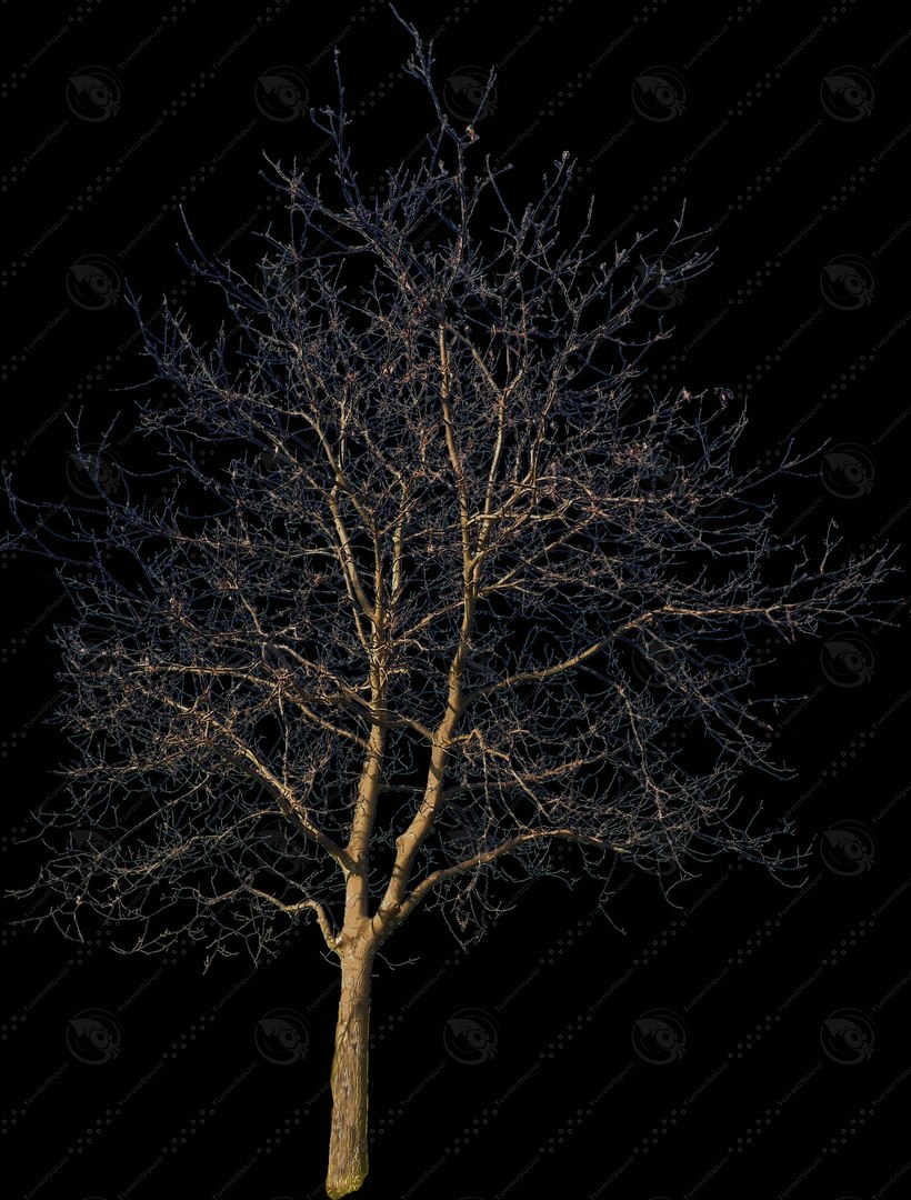  https://p.turbosquid.com/preview.turbosquid.com/Preview/2014/08/01__16_23_45/tree48.jpg5ca8adbb-4089-4398-8ca0-2f71b2287a85Zoom/jpg/1193908645/1920x1080/fit_q87/c1ec1fd3e7bd05845f787e5ada1fc15d57cdaff7/tree48.jpg5ca8adbb-4089-4398-8ca0-2f71b2287a85Zoom.jpg