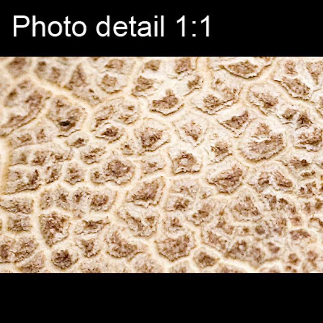  https://p.turbosquid.com/preview.turbosquid.com/Preview/2014/08/01__16_44_19/mushroom5_small_detail.jpge0b45821-41a9-4445-94cc-a773c4ab7171Larger/jpg/1193409478/1920x1080/fit_q87/91bb032bb4c3ce879d93c417ad617ff4b05a4f28/mushroom5_small_detail.jpge0b45821-41a9-4445-94cc-a773c4ab7171Larger.jpg