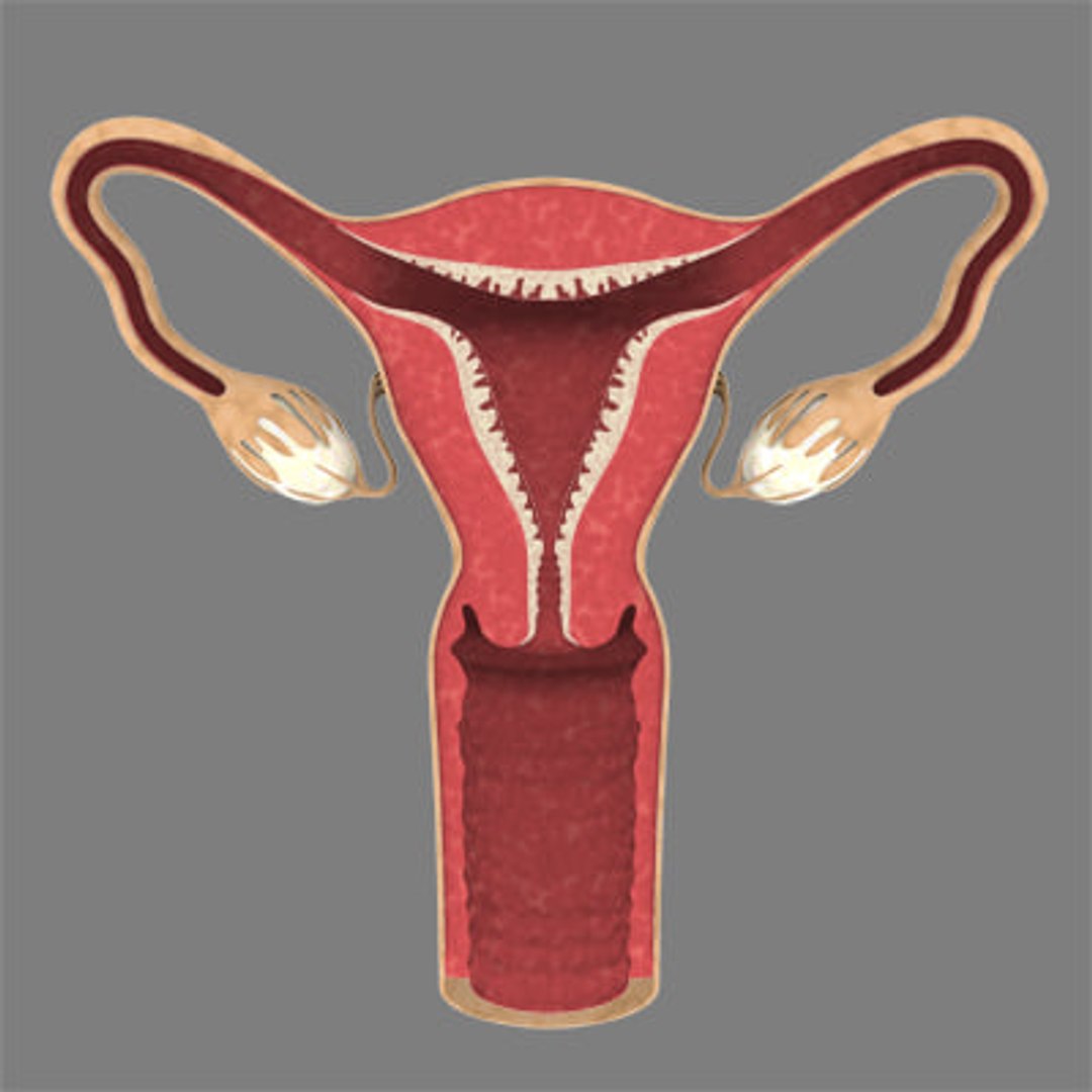 High res Image Of The Uterus TurboSquid 382600