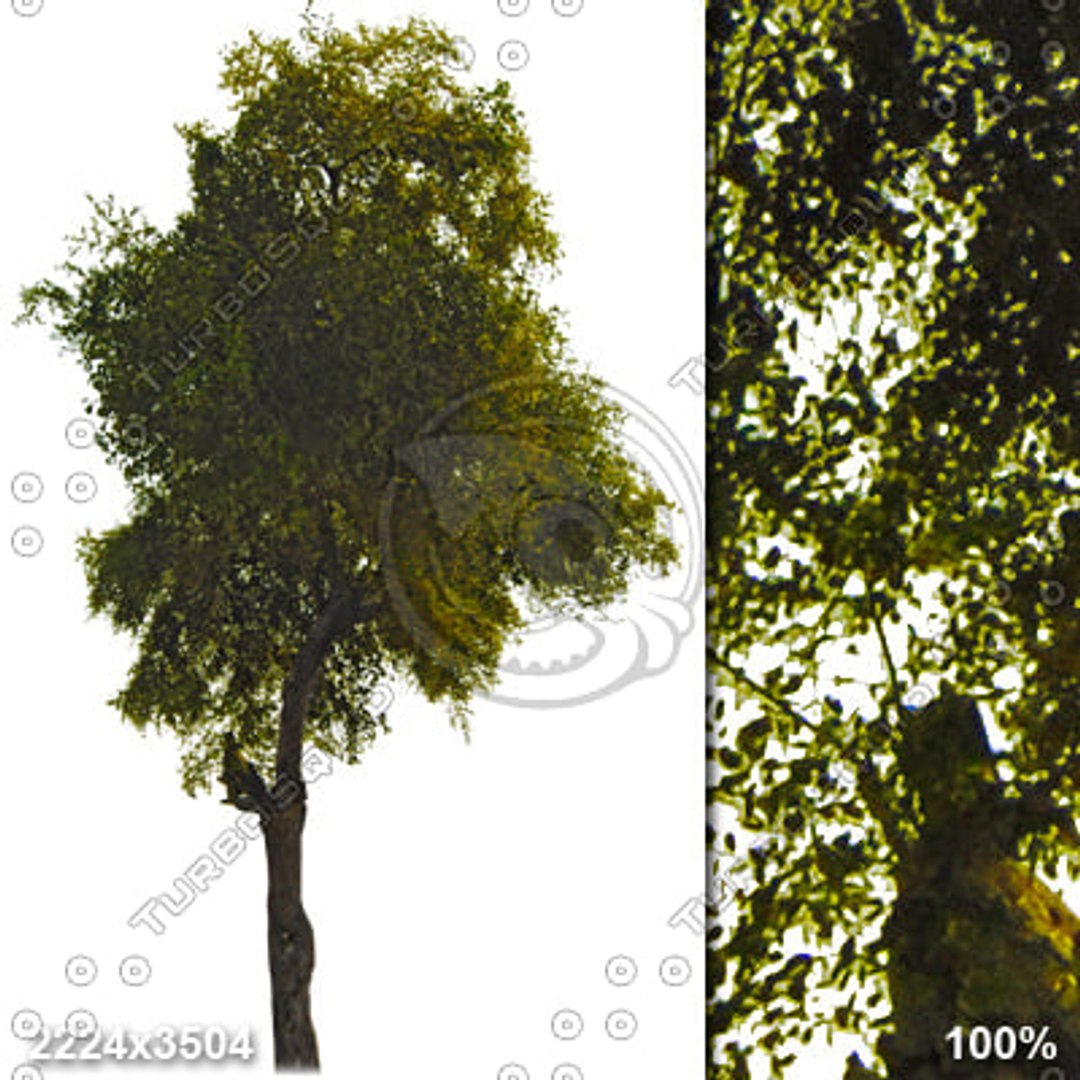 Alpha_Trees_Vol01 - TurboSquid 442635