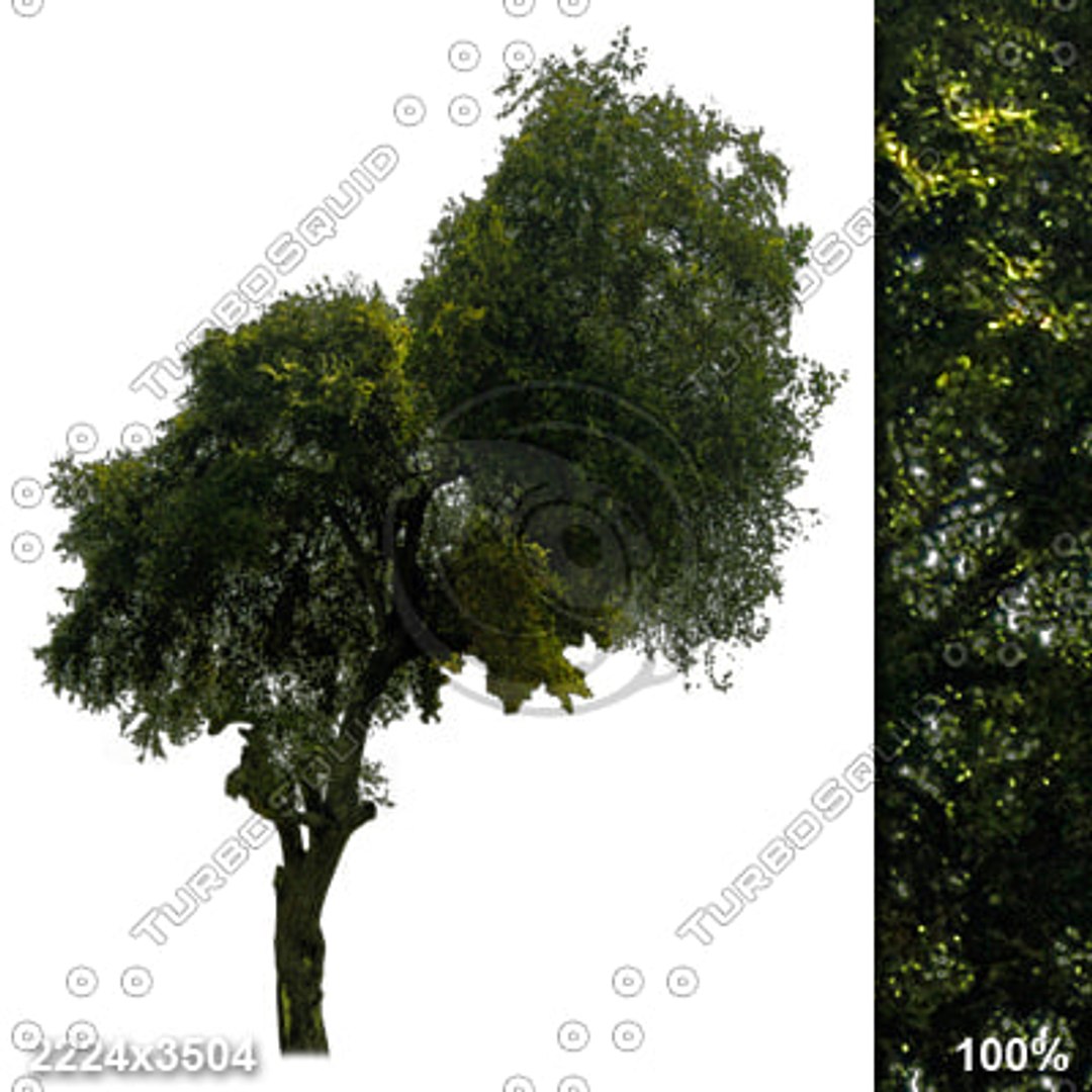 Alpha_Trees_Vol01 - TurboSquid 442635