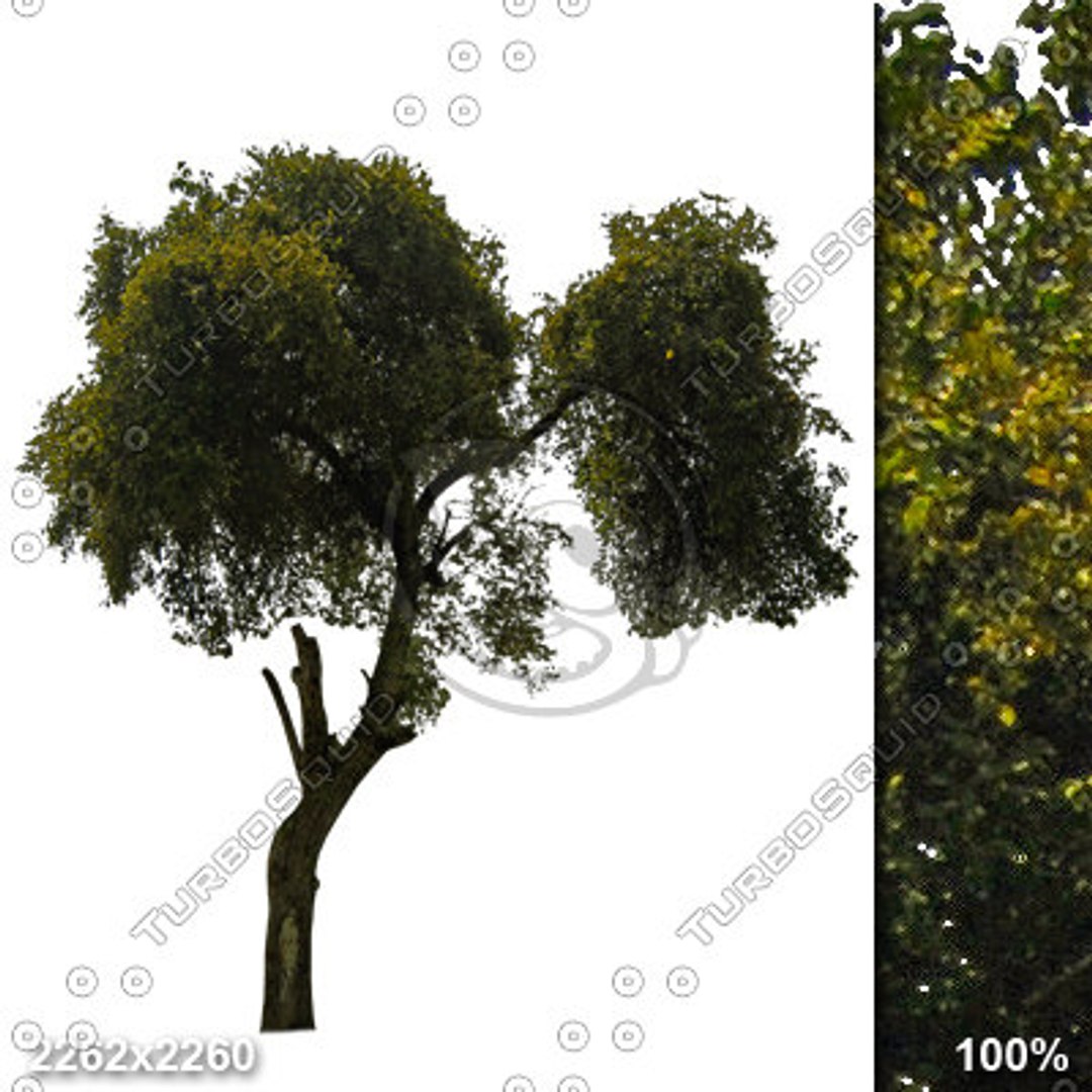 Alpha_Trees_Vol01 - TurboSquid 442635