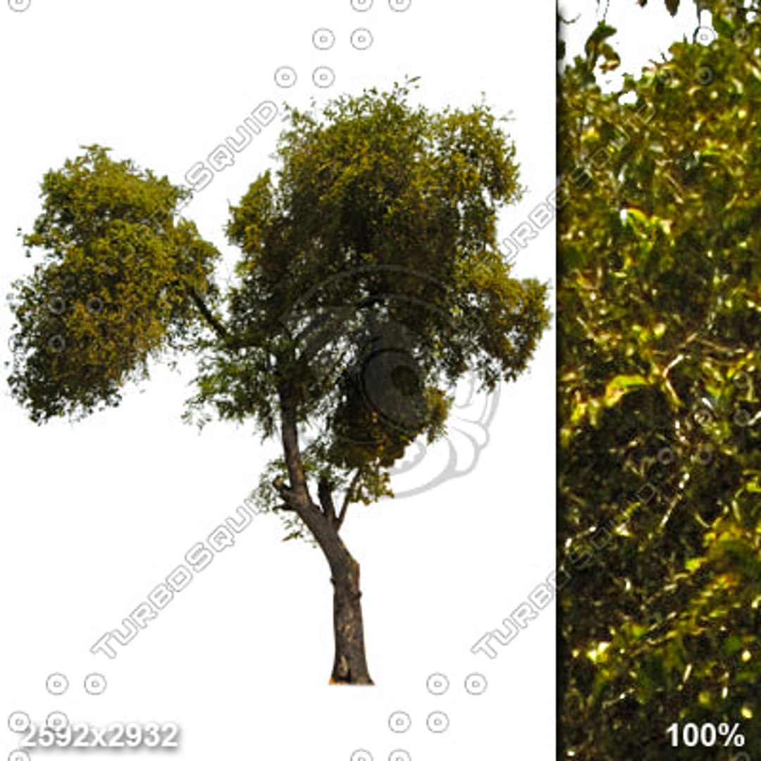 Alpha_Trees_Vol01 - TurboSquid 442635