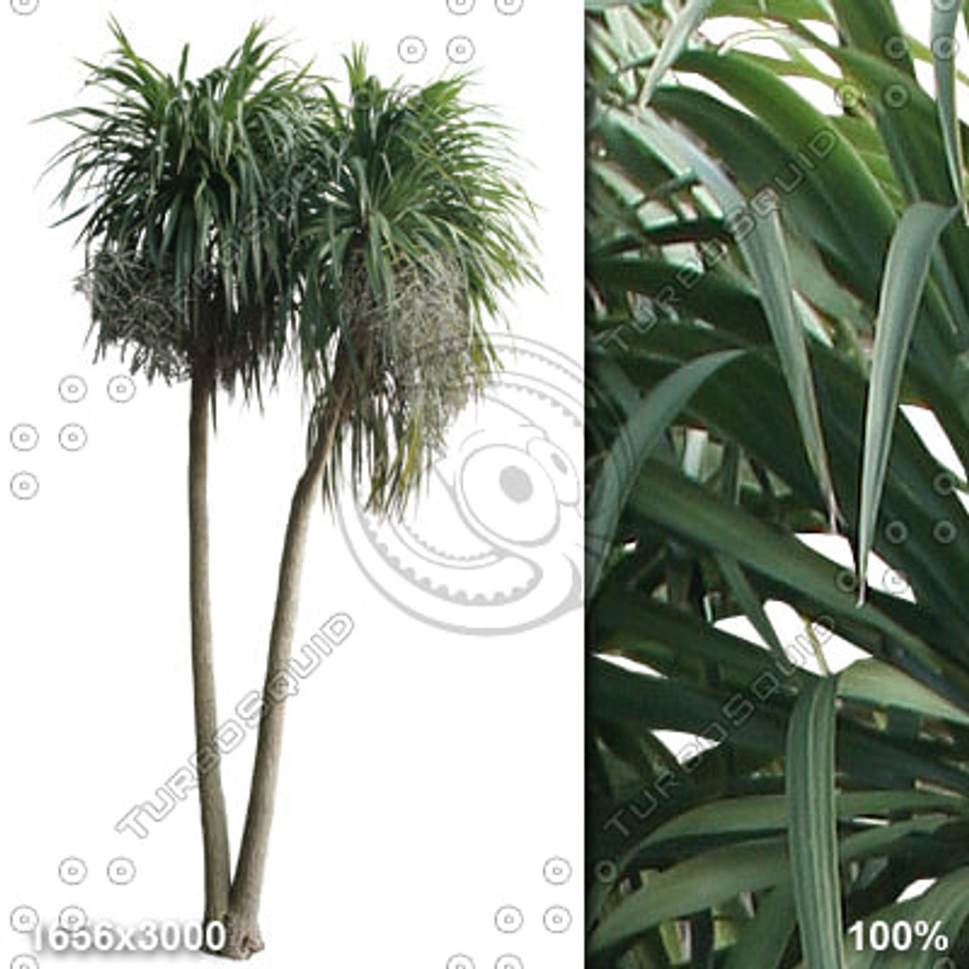 Alpha_Trees_Vol01 - TurboSquid 442635