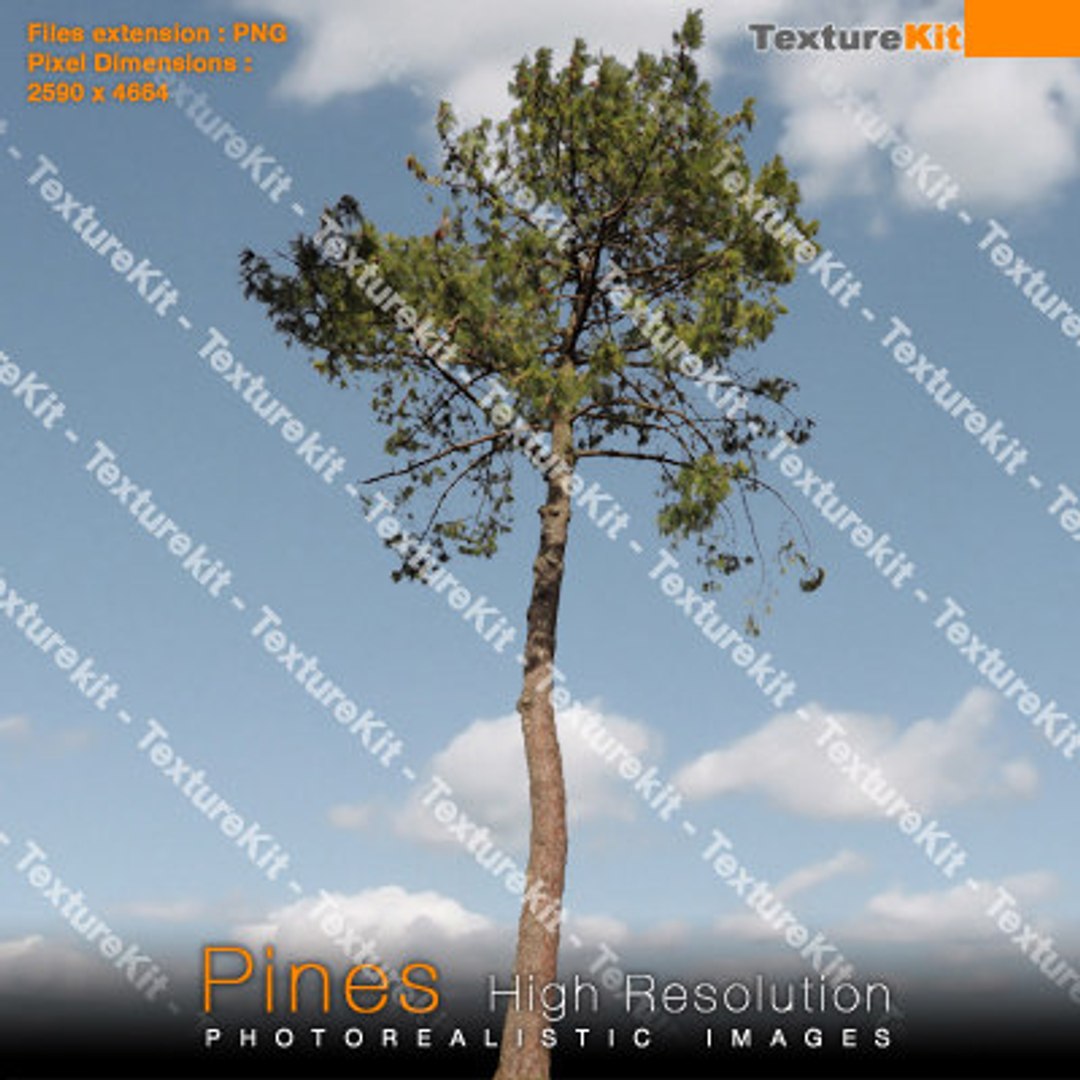  https://p.turbosquid.com/preview.turbosquid.com/Preview/2014/08/01__18_23_50/pines25_thumbnail.jpg01fafce0-9ab6-4db7-b439-7aa425fce4d3Larger/jpg/1252860803/1920x1080/fit_q87/51f285aaadc4debd493c2e65d75739ccf05ea9ae/pines25_thumbnail.jpg01fafce0-9ab6-4db7-b439-7aa425fce4d3Larger.jpg
