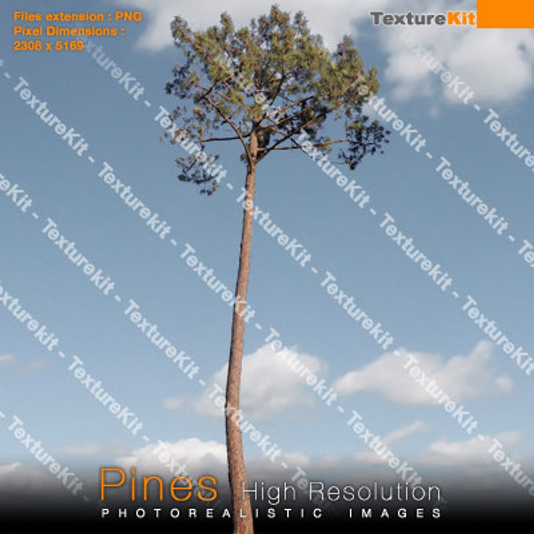  https://p.turbosquid.com/preview.turbosquid.com/Preview/2014/08/01__18_23_50/pines31_thumbnail.jpg552662a6-054b-4a94-ba77-a466a1d5a73dLarger/jpg/1252860882/1920x1080/fit_q87/6379c3ae0ca77e3f641369e2f44bdffa706c3519/pines31_thumbnail.jpg552662a6-054b-4a94-ba77-a466a1d5a73dLarger.jpg