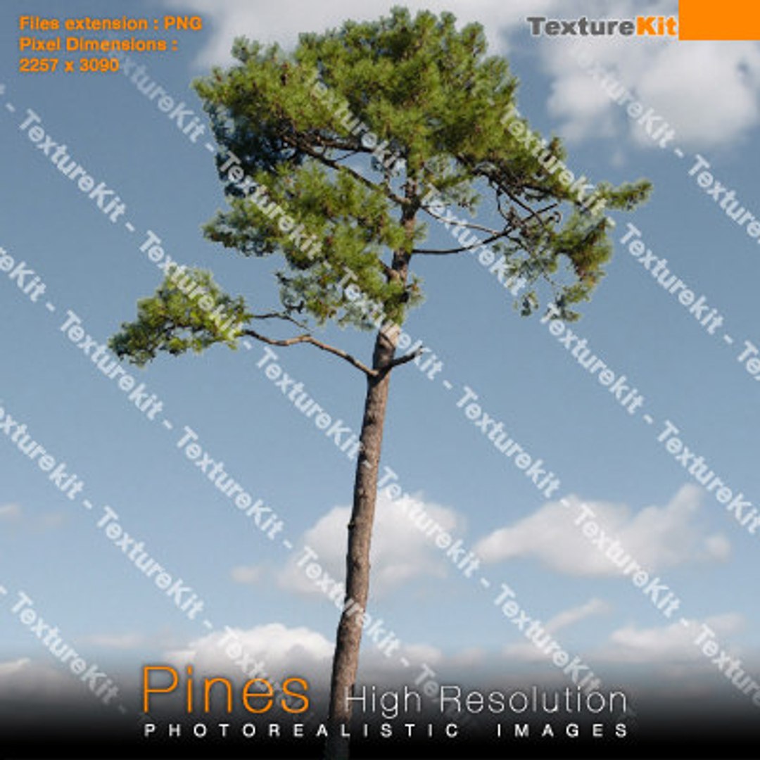  https://p.turbosquid.com/preview.turbosquid.com/Preview/2014/08/01__18_23_50/pines34_thumbnail.jpg24b86cdf-a928-4eb7-b3c5-9db39149b2d9Larger/jpg/1252860936/1920x1080/fit_q87/ef2eb3c486002a8fe9ba27bdfb1c2b8f7effd875/pines34_thumbnail.jpg24b86cdf-a928-4eb7-b3c5-9db39149b2d9Larger.jpg
