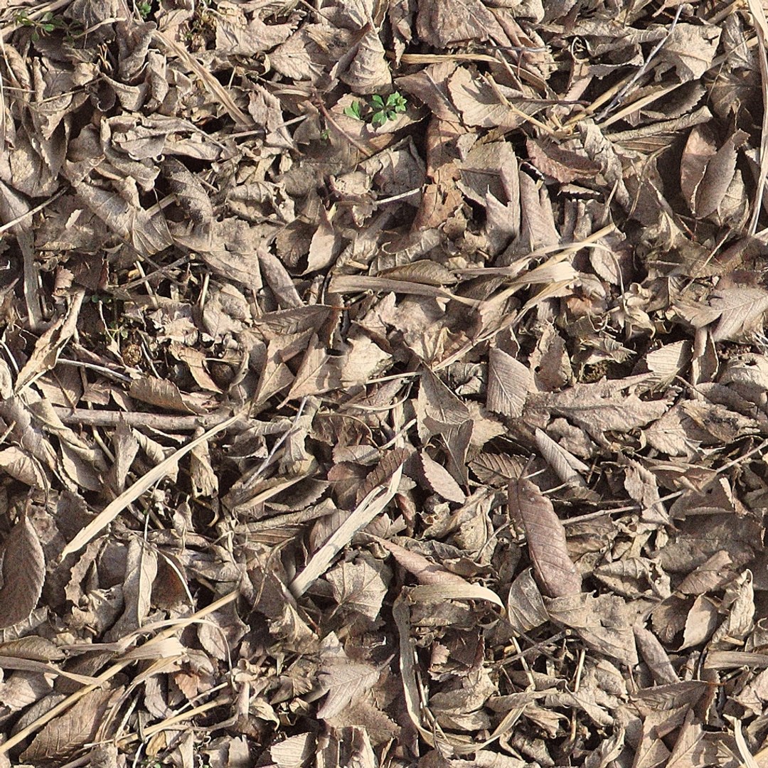  https://p.turbosquid.com/preview.turbosquid.com/Preview/2014/08/01__19_40_10/Dead_Leaves.jpg3f217ce6-60fb-4304-83d3-e1fdfdfd9443Zoom/jpg/1280450325/1920x1080/fit_q87/ed33b80342f8544e9ebebcc97d0b9a6eb630b008/Dead_Leaves.jpg3f217ce6-60fb-4304-83d3-e1fdfdfd9443Zoom.jpg
