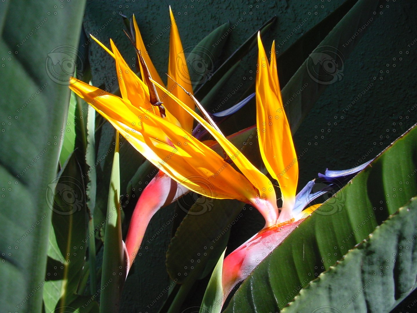 Flowers_Strelitzia_0001 - TurboSquid 582936
