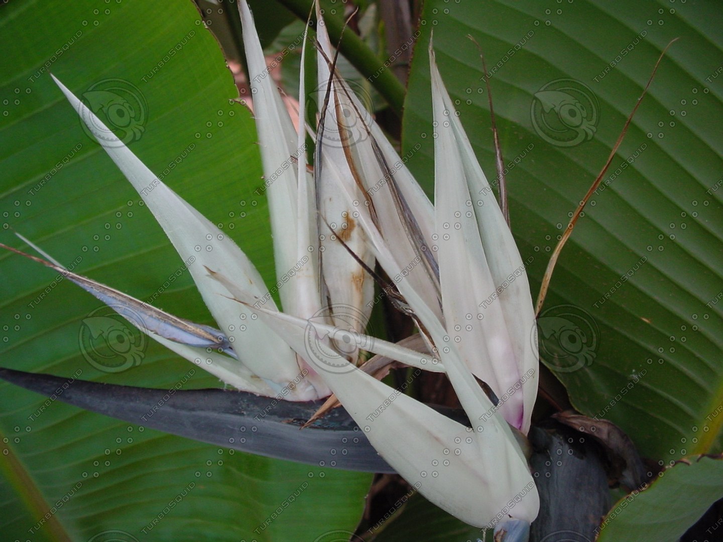 Flowers_Strelitzia_0002 - TurboSquid 582937