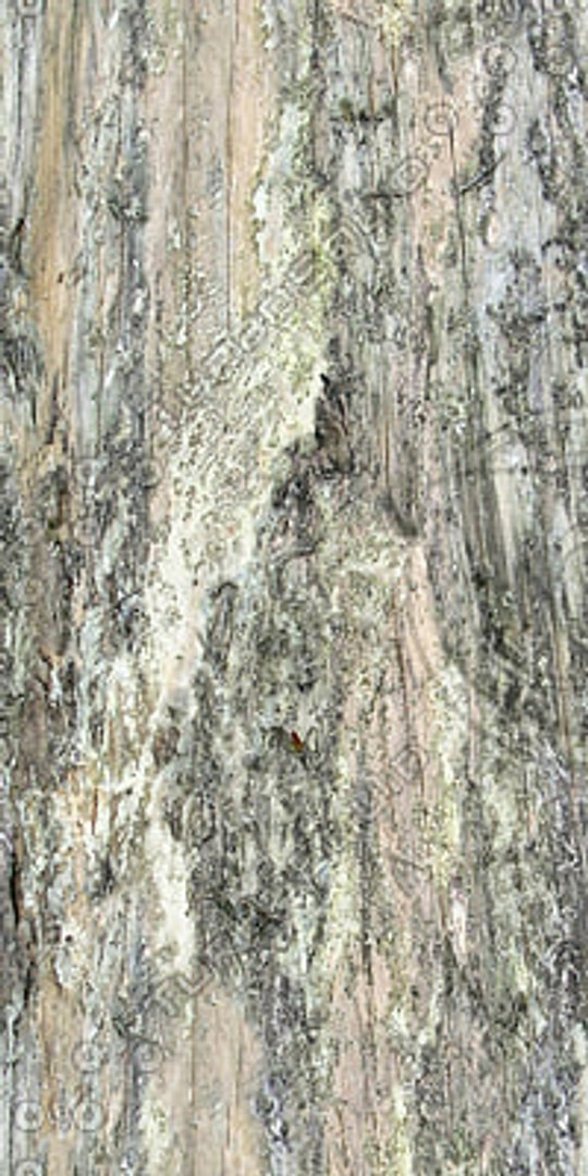  https://p.turbosquid.com/preview.turbosquid.com/Preview/2014/08/01__21_05_01/DLWOOD_Bark_01_004_G_TA_C.jpg4a55fdd0-1737-41ec-920b-97fb65aa6e04Large/jpg/1313743624/1920x1080/fit_q87/ff8fe12e85f943a9551100d130867b8b760ac1a8/DLWOOD_Bark_01_004_G_TA_C.jpg4a55fdd0-1737-41ec-920b-97fb65aa6e04Large.jpg