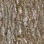 DLWOOD Bark Pack 01