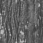 DLWOOD Bark Pack 01