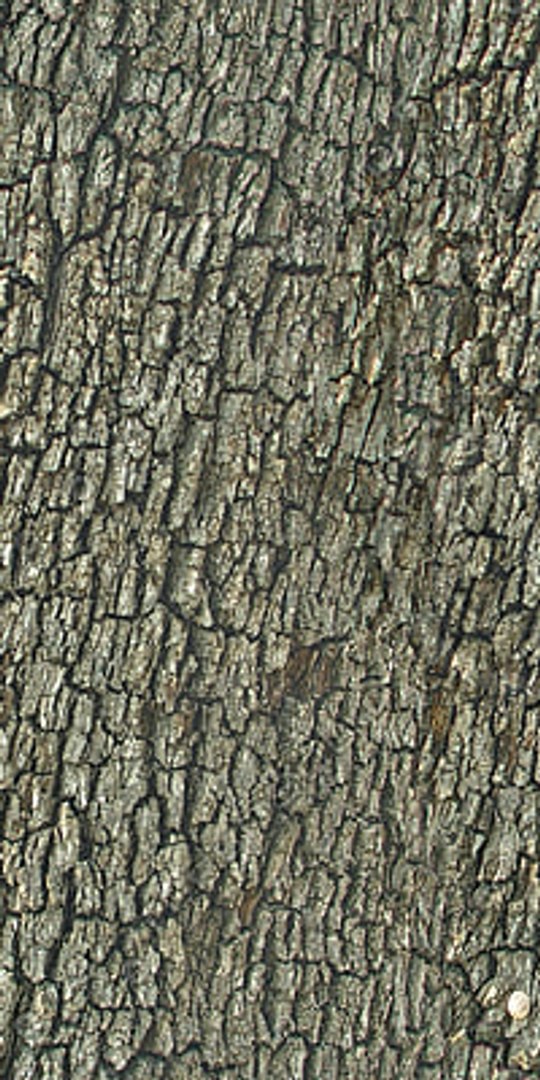  https://p.turbosquid.com/preview.turbosquid.com/Preview/2014/08/01__21_05_01/DLWOOD_Bark_01_018_G_TA_C.jpgaf65be5c-fb5e-4769-99d7-7568f128baefLarge/jpg/1313743624/1920x1080/fit_q87/67a6237f505cd4e4074f3310d30c57c2b58afb5e/DLWOOD_Bark_01_018_G_TA_C.jpgaf65be5c-fb5e-4769-99d7-7568f128baefLarge.jpg