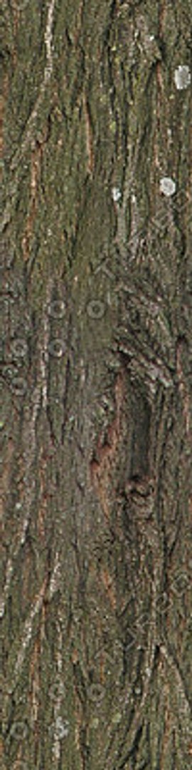  https://p.turbosquid.com/preview.turbosquid.com/Preview/2014/08/01__21_05_01/DLWOOD_Bark_01_032_G_TA_C.jpg911b9275-aa73-46b6-a129-9b023f6af0cdLarge/jpg/1313743625/1920x1080/fit_q87/a124fd96ab0e1abde980b7aeadb0eb3bee172732/DLWOOD_Bark_01_032_G_TA_C.jpg911b9275-aa73-46b6-a129-9b023f6af0cdLarge.jpg